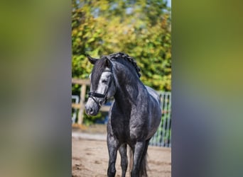 PRE Croisé, Hongre, 4 Ans, 163 cm, Gris
