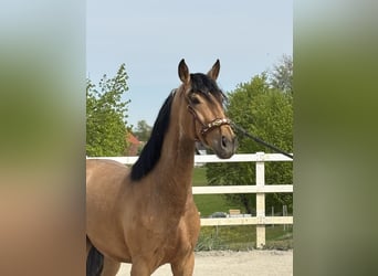 PRE Croisé, Hongre, 4 Ans, 163 cm, Isabelle