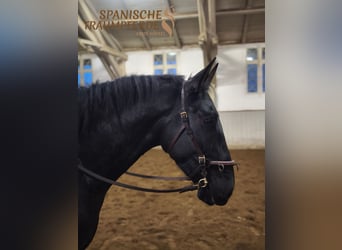 PRE Croisé, Hongre, 4 Ans, 163 cm, Noir