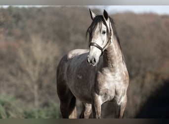 PRE Croisé, Hongre, 4 Ans, 164 cm, Aubère