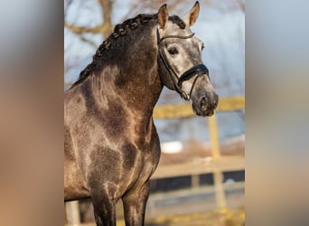 PRE Croisé, Hongre, 4 Ans, 164 cm, Gris