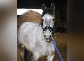 PRE Croisé, Hongre, 4 Ans, 164 cm, Gris