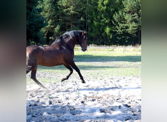 PRE Croisé, Hongre, 4 Ans, 165 cm, Bai brun