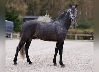 PRE Croisé, Hongre, 4 Ans, 165 cm, Gris