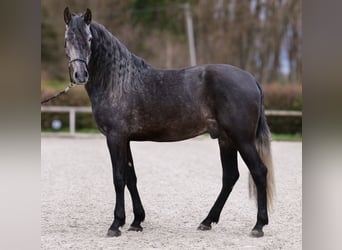 PRE Croisé, Hongre, 4 Ans, 165 cm, Gris
