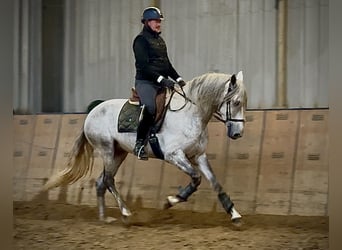 PRE Croisé, Hongre, 4 Ans, 165 cm, Gris