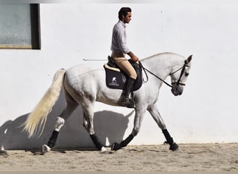 PRE Croisé, Hongre, 4 Ans, 165 cm, Gris