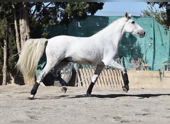 PRE Croisé, Hongre, 4 Ans, 165 cm, Gris