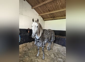 PRE, Hongre, 4 Ans, 165 cm, Gris pommelé