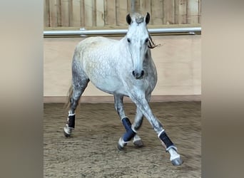 PRE, Hongre, 4 Ans, 165 cm, Gris pommelé