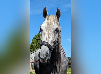 PRE, Hongre, 4 Ans, 165 cm, Gris pommelé