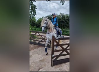 PRE, Hongre, 4 Ans, 165 cm, Gris pommelé