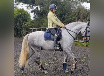 PRE, Hongre, 4 Ans, 165 cm, Gris pommelé