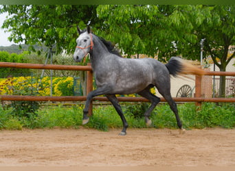 PRE, Hongre, 4 Ans, 165 cm, Gris pommelé