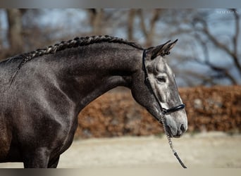 PRE, Hongre, 4 Ans, 165 cm, Gris pommelé