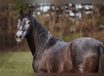 PRE, Hongre, 4 Ans, 165 cm, Gris pommelé