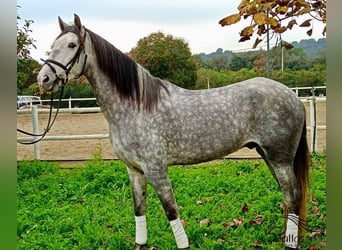 PRE, Hongre, 4 Ans, 165 cm, Gris pommelé