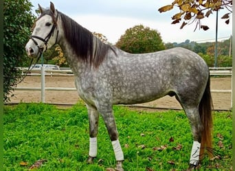 PRE, Hongre, 4 Ans, 165 cm, Gris pommelé