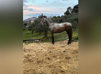 PRE, Hongre, 4 Ans, 165 cm, Gris pommelé