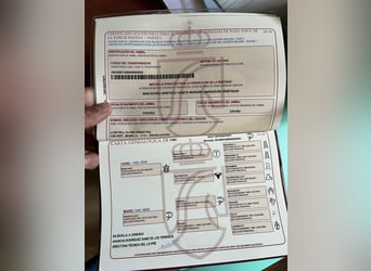 PRE, Hongre, 4 Ans, 165 cm, Noir