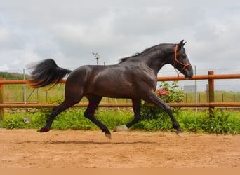 PRE, Hongre, 4 Ans, 165 cm, Noir