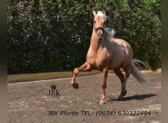 PRE Croisé, Hongre, 4 Ans, 165 cm, Palomino