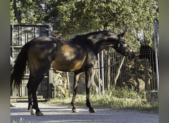 PRE Croisé, Hongre, 4 Ans, 166 cm, Gris (bai-dun)