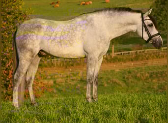 PRE Croisé, Hongre, 4 Ans, 166 cm, Gris noir