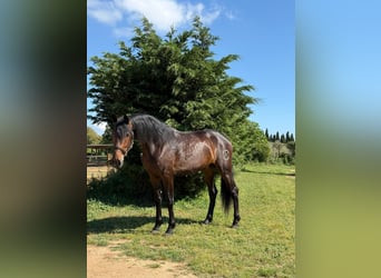 PRE Croisé, Hongre, 4 Ans, 168 cm, Bai brun