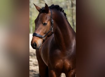 PRE Croisé, Hongre, 4 Ans, 168 cm, Bai