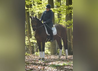 PRE Croisé, Hongre, 4 Ans, 168 cm, Bai