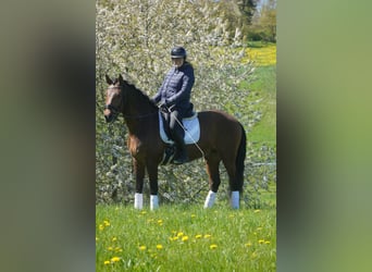 PRE Croisé, Hongre, 4 Ans, 168 cm, Bai