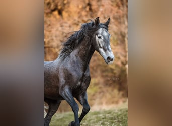 PRE, Hongre, 4 Ans, 168 cm, Gris pommelé