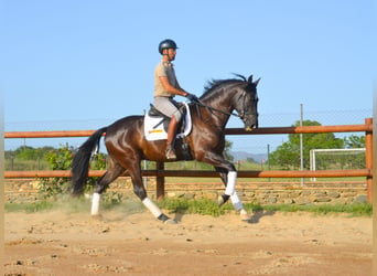 PRE, Hongre, 4 Ans, 168 cm, Noir