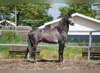 PRE, Hongre, 4 Ans, 168 cm, Rouan bleu