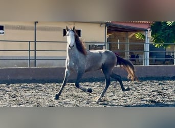 PRE, Hongre, 4 Ans, 170 cm, Gris
