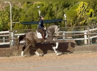 PRE Croisé, Hongre, 4 Ans, 170 cm, Gris