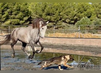 PRE Croisé, Hongre, 4 Ans, 170 cm, Gris