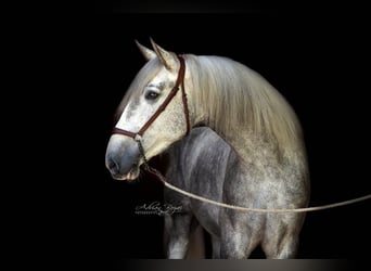 PRE Croisé, Hongre, 4 Ans, 171 cm, Gris