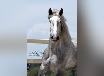 PRE Croisé, Hongre, 4 Ans, 171 cm, Gris