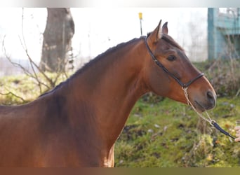 PRE Croisé, Hongre, 4 Ans, Bai clair