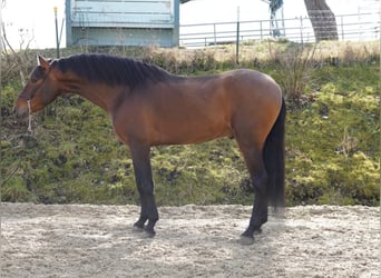 PRE Croisé, Hongre, 4 Ans, Bai clair