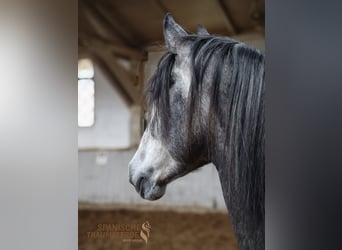 PRE Croisé, Hongre, 4 Ans, Gris pommelé