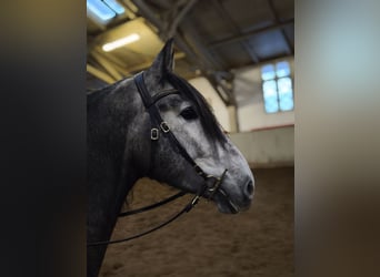 PRE Croisé, Hongre, 4 Ans, Gris pommelé