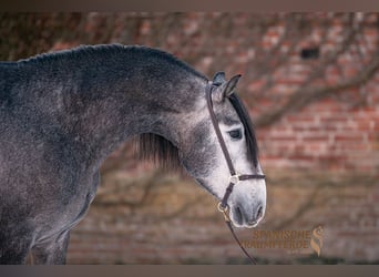 PRE Croisé, Hongre, 4 Ans, Gris pommelé