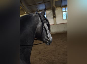 PRE Croisé, Hongre, 4 Ans, Gris pommelé