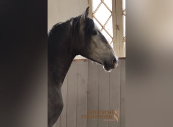 PRE Croisé, Hongre, 4 Ans, Gris pommelé