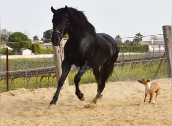 PRE, Hongre, 4 Ans, Noir