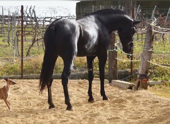 PRE, Hongre, 4 Ans, Noir
