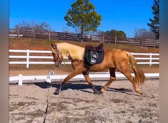PRE, Hongre, 4 Ans, Palomino